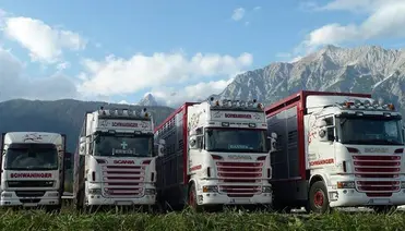Schwaninger Vieh Export LKW