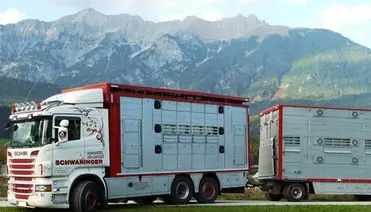 Schwaninger Vieh Export LKW