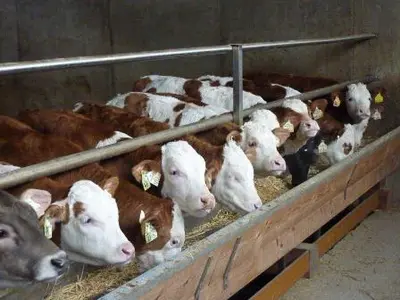 Kühe von Schwaninger Vieh Export Kühe von Schwaninger Vieh Export