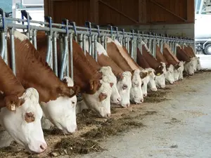 Kühe von Schwaninger Vieh Export Kühe von Schwaninger Vieh Export