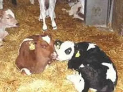 braune und schwarze Kuh im Stahl braune und schwarze Kuh im Stahl