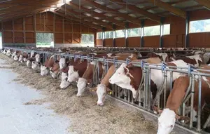 braune Kühe im Stall braune Kühe im Stall