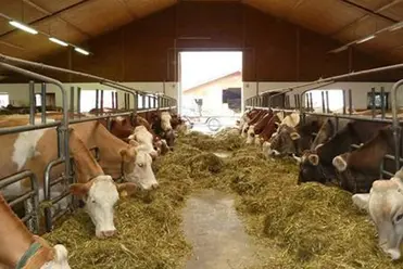 Schacht- und Nutztiere Schacht- und Nutztiere