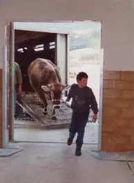 ein Mann mit eine Kuh ein Mann mit eine Kuh